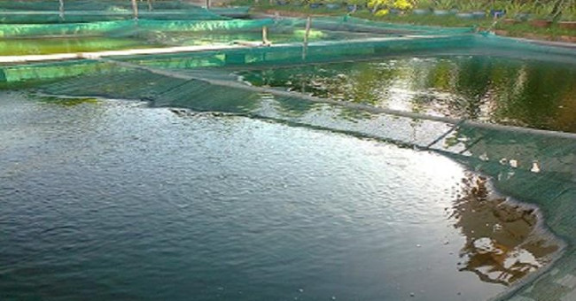 How to prevent cold for breeding fish and shrimp