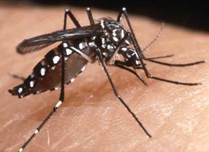 How to prevent dengue in the community