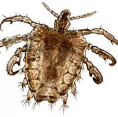 How to prevent pubic lice - Insects cling to 'closed areas'