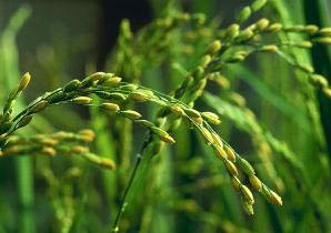 How to prevent rice seed disease for high efficiency?