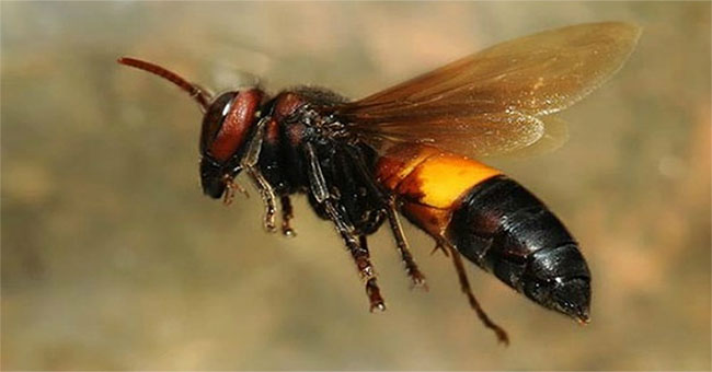 How to recognize killer bumblebees