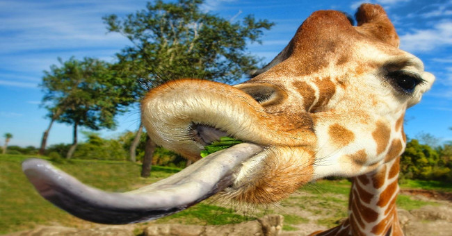 How to scratch the weird nose of giraffes that few people know