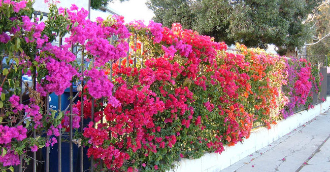 How to take care of bougainvillea flowers throughout the year