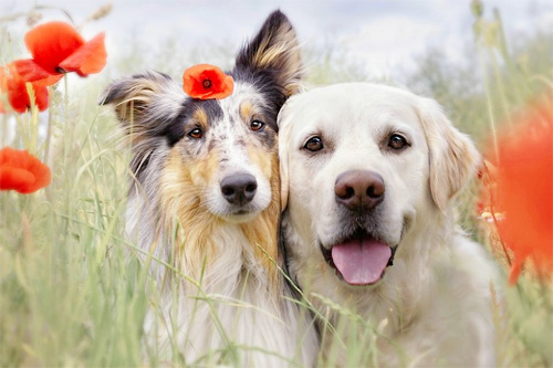 How to tame the ferocious nature of a hybrid dog