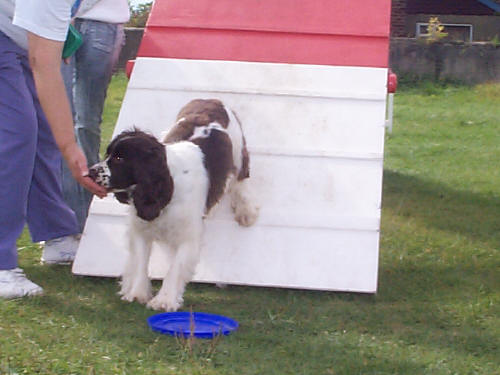 How to train a dog?