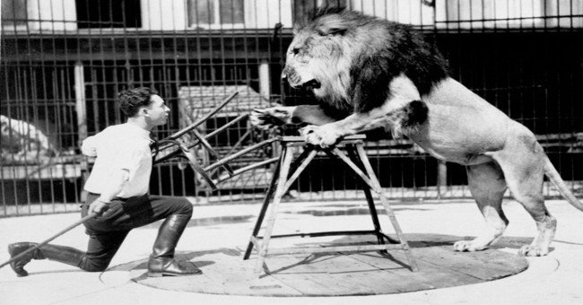 How was the circus lion domestication work done?