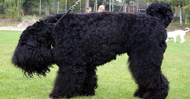 How was the 'Stalin dog breed' created?
