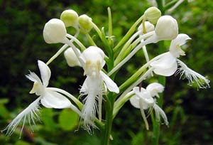 How wild orchids bloom?