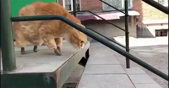 How will a domestic cat be fitted with a prosthetic leg?