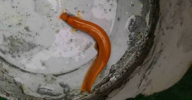 Hue farmers caught the strange yellow fish loach