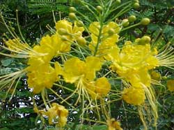 Hue: Golden Phoenix blooms