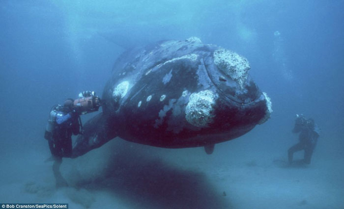 Huge and rare marine creatures captured by US Navy experts