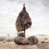 Huge bird nests in the vast desert