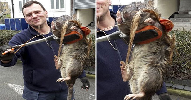 Huge cat-like mouse attacks the Swedish town