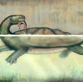 Huge giant turtle by car
