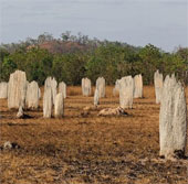 Huge graveyard in Australia