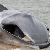 Huge gray back whale washed into New York City