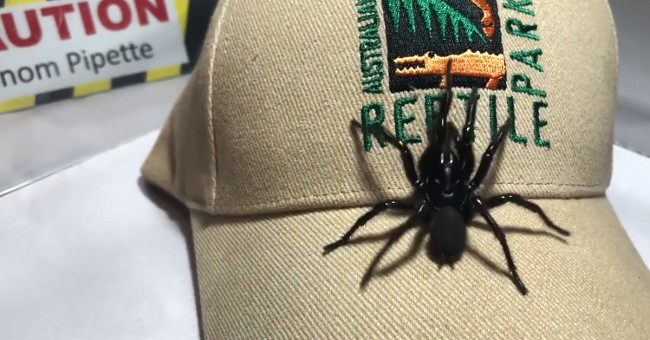 Huge individual spider species in the world