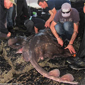 Huge 'monster' on the coast
