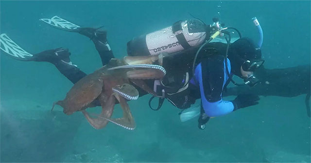 Huge octopus attacks divers on the seabed