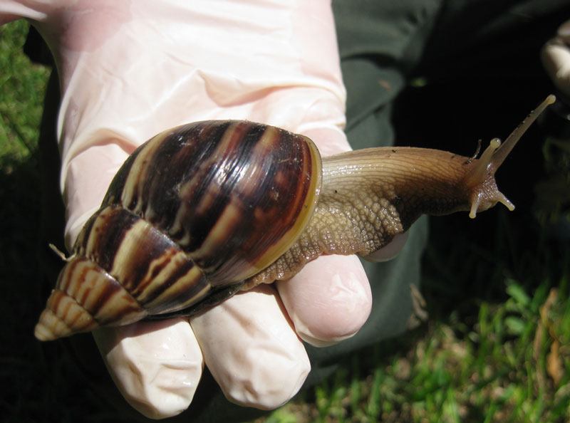 Huge snails spreading worries in America