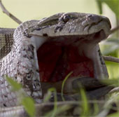 Huge stone pythons swallow the antelope