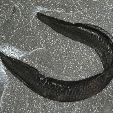 Human ancestors are ... eel?