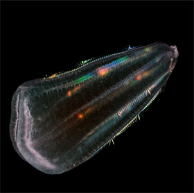 Human ancestors are jellyfish?