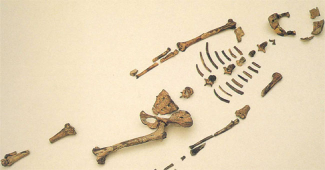 Human ancestors can walk with their legs but most still live on trees