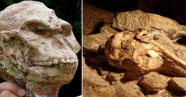 Human ancestors knew how to walk with their feet even while living on trees