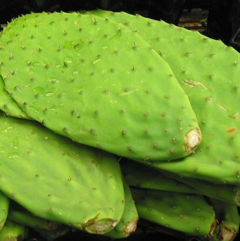 Human anti-drought weapons are here