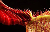 Human carnivorous plants are shaped like aliens