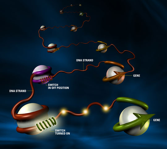Human genome mystery