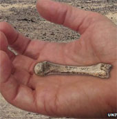 Human hands evolve earlier than we think