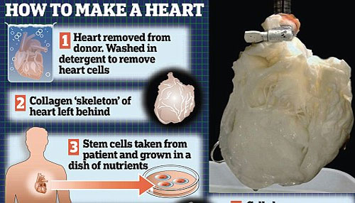 Human heart culture