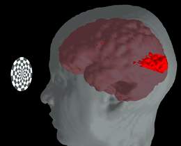 Human personality is within the brain itself