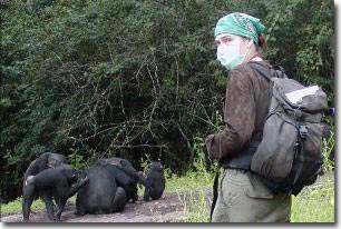 Human viruses threaten primates