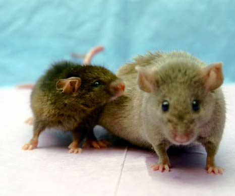 Human-Animal Hybrid - Human and animal hybrid products