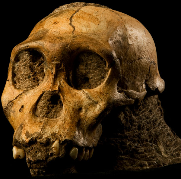 Humanity comes from the mountain forests?