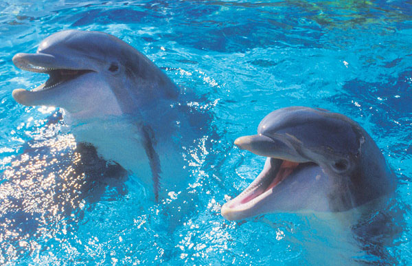 Humans and dolphins are