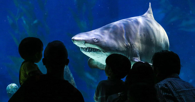 Humans and sharks have the same ancestors
