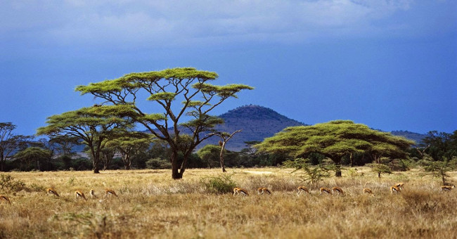Humans are at risk because the animals decline too limited
