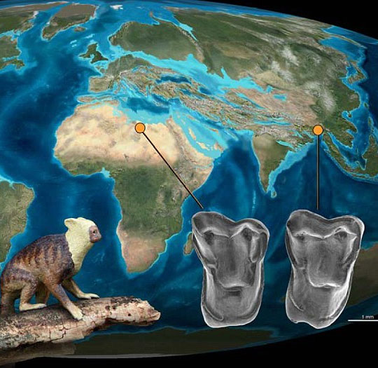 Humans are originally from Asia?