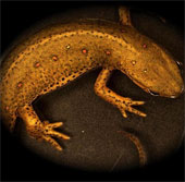 Humans can 'grow back and forth' like reptiles