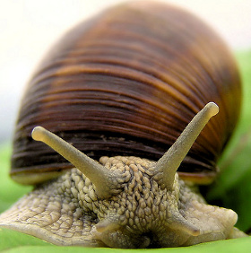 Humans can live up to 500 years by snail gene