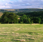 Humans eat grass like cows from 3.5 million years ago