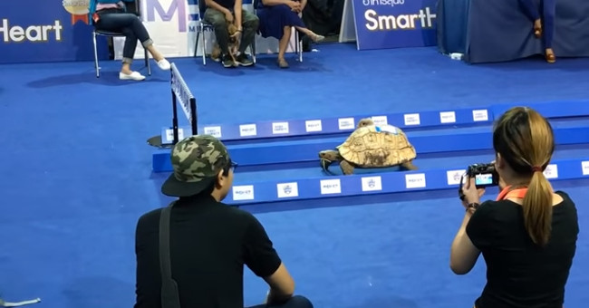 Humans have been cheated for hundreds of years by turtles without knowing