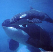 Humans know how to use whale meat 14,500 years ago