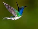 Hummingbirds 'snoring' like humans