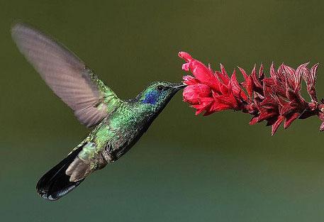 Hummingbirds suck bile with their tongue